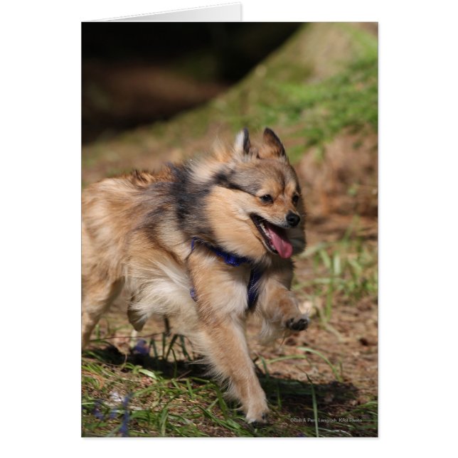 Pommeren met Harness op (Voorkant)