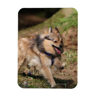 Pommeren met Harness op Magneet