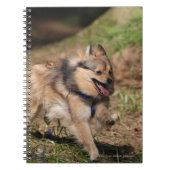 Pommeren met Harness op Notitieboek (Voorkant)