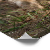 Pommeren met Harness op Poster (Hoek)