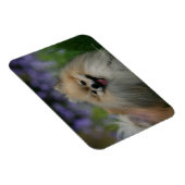 Pommeren Panting Magneet (Rechterzijde)