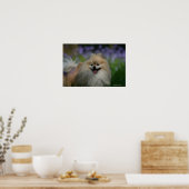 Pommeren Panting Poster (Keuken)