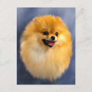 Pommeren Portrait Briefkaart