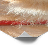 Pommeren poster (Hoek)