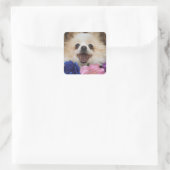 Pommeren Rescue Dog Sticker (Tas)