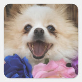 Pommeren Rescue Dog Sticker (Voorkant)