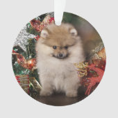 Pommeren Spitz, kerstpuppy Ornament (voorkant)