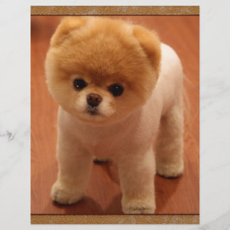 Pommerische Dog Pet Puppy Small Schattig baby