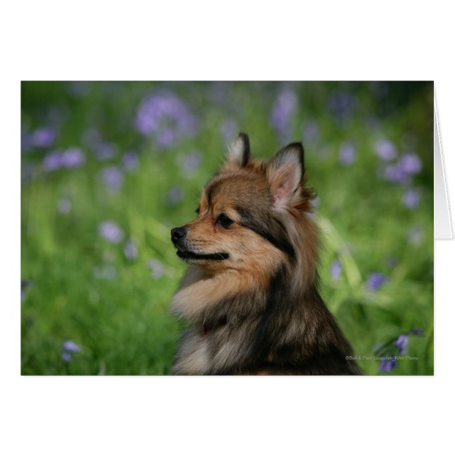 Pommerische hoofdopname (Voorkant Horizontaal)