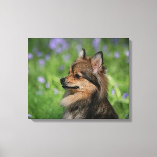 Pommerische hoofdopname canvas afdruk (Voorkant)