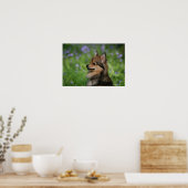 Pommerische hoofdopname poster (Keuken)