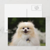 Pommern Headshot 1 Briefkaart (Voorkant / Achterkant)