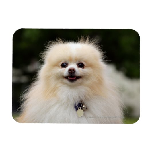 Pommern Headshot 1 Magneet (Horizontaal)