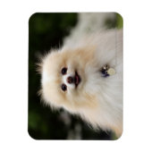 Pommern Headshot 1 Magneet (Verticaal)