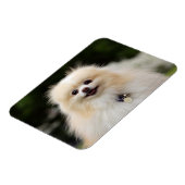 Pommern Headshot 1 Magneet (Linkerzijde)