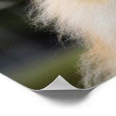 Pommern Headshot 1 Poster (Hoek)