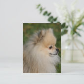 Pommern Headshot 2 Briefkaart (Staand voorkant)