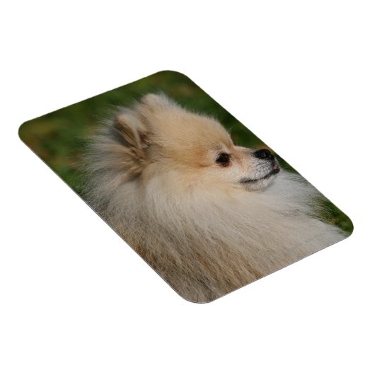 Pommern Headshot 2 Magneet (Rechterzijde)