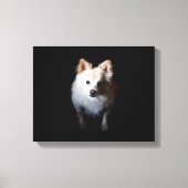 Pommerse hond in het donker canvas afdruk (Voorkant)