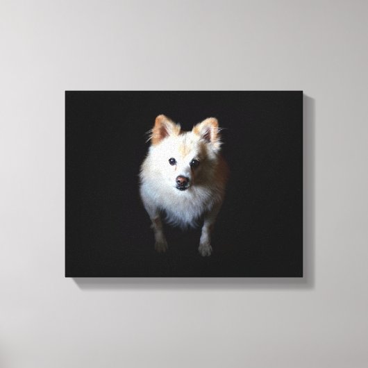 Pommerse hond in het donker canvas afdruk (Voorkant)