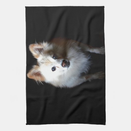 Pommerse hond in het donker theedoek (Verticaal)