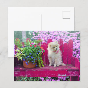 Pommerse Hond Lila Bloemen Rustieke Tuin Bench Briefkaart