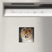 Pommerse magneet - "Baby" (Insitu (Vaatwasser))