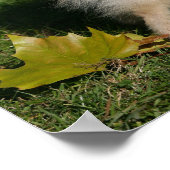 Pommerse Permanente Poster (Hoek)