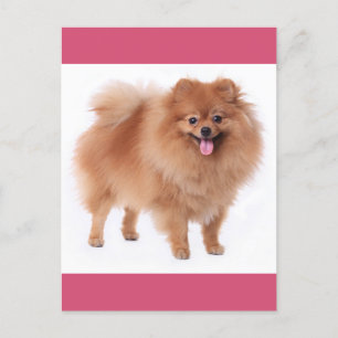 Pommerse puppy hond Blank Post Kaart