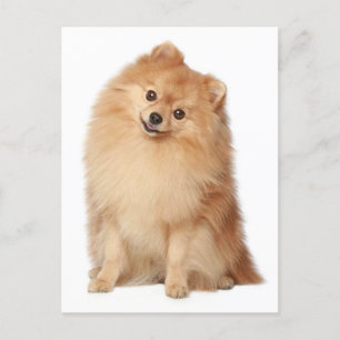 Pommerse puppy hond Blank Post Kaart