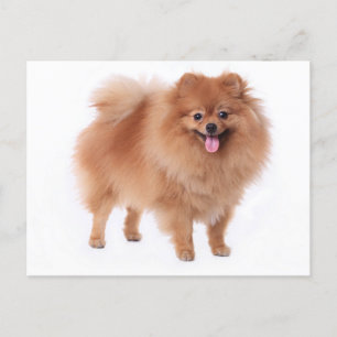 Pommerse puppy hond Blank Post Kaart