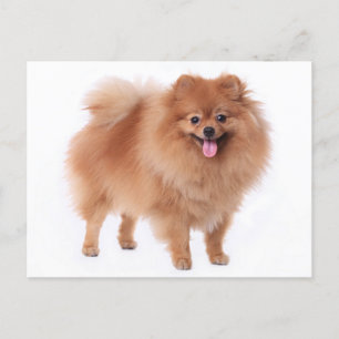Pommerse puppy hond Blank Post Kaart