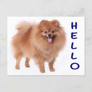 Pommerse puppy hond Blank Post Kaart