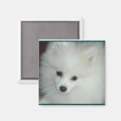 Pommerse puppy magneet (Voorkant / Achterkant)