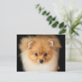 Pommerse spitz briefkaart (Staand voorkant)