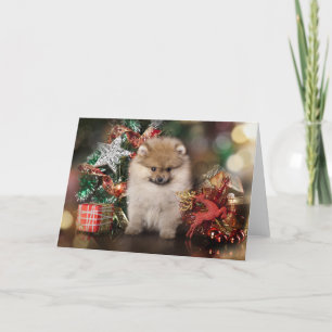 Pommerse Spitz, Kerstpuppy Feestdagen Kaart