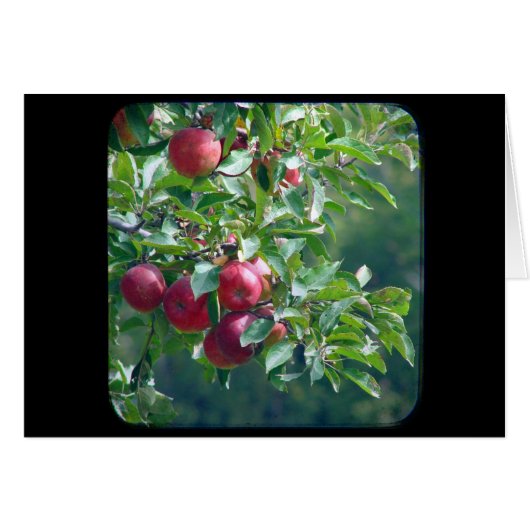 Pommes (Devant horizontal)