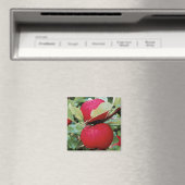 Pommes à aimants de réfrigérateur (In Situ (Lave-vaisselle))