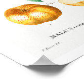 POMMES BOTANIQUES vintages REDOUTÉ POSTER (Coin)