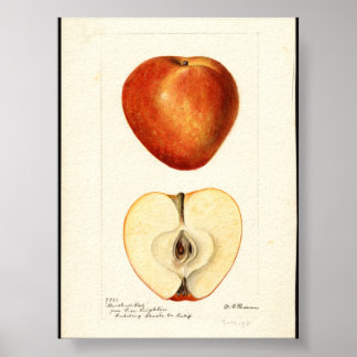 Pomologische aquarel Marshall Red Poster