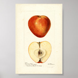 Pomologische Aquarel Marshall Red Scrapbook Pagina Poster