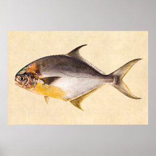 Pompano-vis - Spaarvisserij Sjabloon blanco Poster