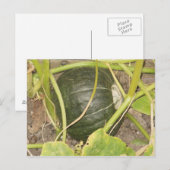 pompoen briefkaart (Voorkant / Achterkant)
