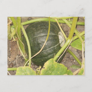 pompoen briefkaart