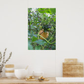 Pompoen groeien op een appelboom poster (Keuken)