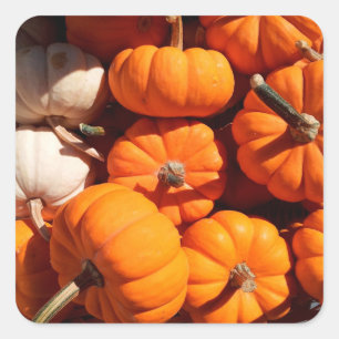 Pompoen halloween jack o lantaarn oranje pompoenen vierkante sticker