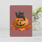 Pompoen Kitty (Staand voorkant)
