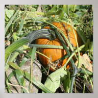 Pompoen op wijnstok Herfst Natuur fotografie