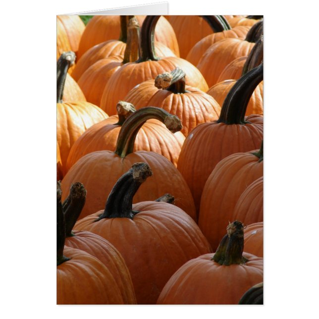 Pompoenen (Voorkant)