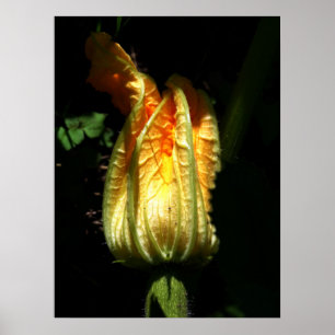 Pompoenen Blossoms Waarde Poster Papier